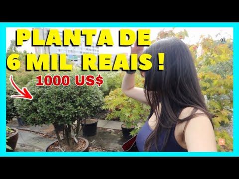 34 -   PLANTA  EXÓTICA NA SUÍÇA DE 6 MIL REAIS, VALE APENA COMPRAR?