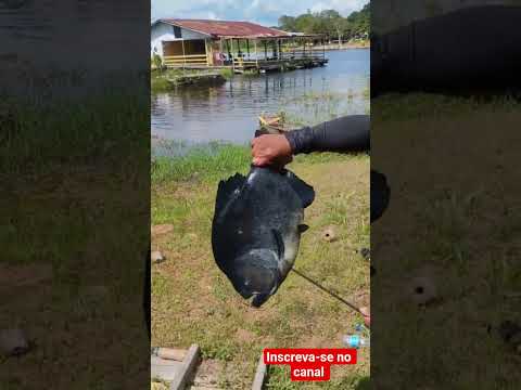INCRÍVEL, PIRANHA PRETA EM MANACAPURU AMAZONAS... #pescaria #youtube #peixesamazonicos.