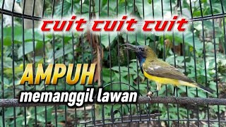 Download lagu Cuit cuit ampuh memanggil lawan || sogon macet auto respon nyaut #sogon #pancingansogon  mp3