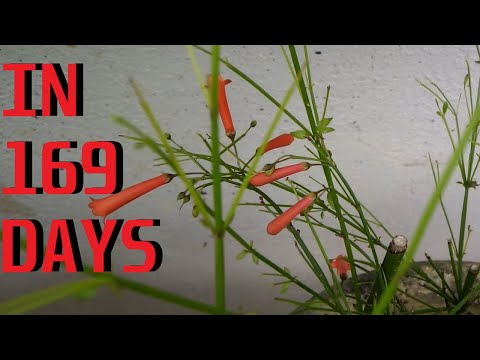 How to grow Firecracker Plant (Russelia equisetiformis)