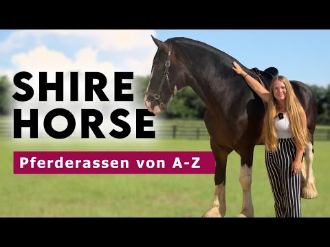 Horse breeds from A-Z | Shire Horse - The largest horse in the world!
