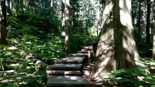 preview picture of video 'Giant Cedars boardwalk in Mount Revelstoke National Park'