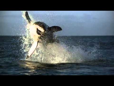 TOMS X Discovery Shark Week Video