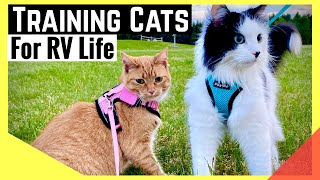 How to Train Cats for Full-Time RV Life