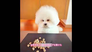 #animals #犬動画 #わんこ #いぬすたぐらむ #犬のいる暮らし #賢い犬 #忠犬 #感動犬