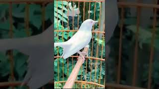 Download lagu KACER ALBINO HARGA TINGGI.KACER .KACER BLOROK.KACER MEWAH mp3