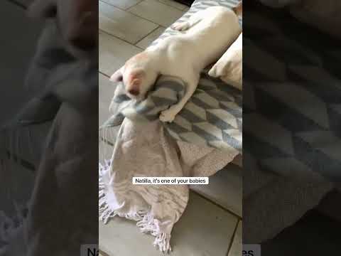 Five years ago today… #kittens #rescuecat #funnycats