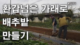 60년도 더 된 가래로 배추 밭 만들기 가래질 관리기 김장 배추