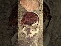 German soldier bones colonized by tree roots - Dust to dust - WWII exhumations