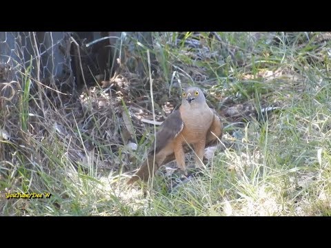 P1/2~Collared Sparrowhawk has Caught Something / Birds in My Backyard