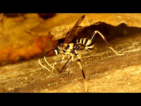 Ichneumonid Wasp laying an egg