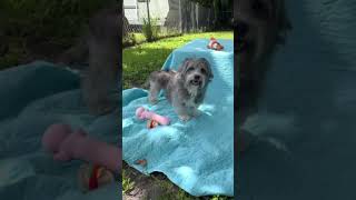 Video preview image #1 Petit Basset Griffon Vendeen Puppy For Sale in Weston, FL, USA