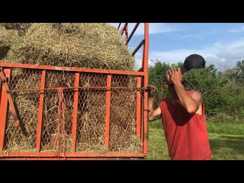 First Crop Hay  Ford 8600 and a New Holland 570 baler