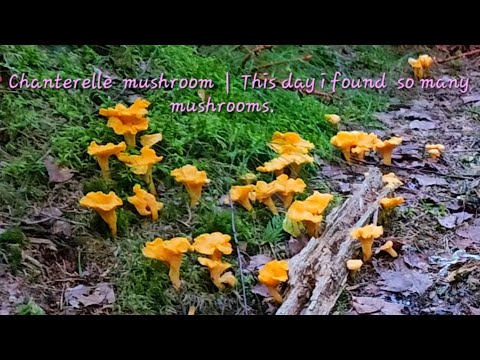 🌲🍄‍🟫Chanterelle mushrooms |  This day i found so many mushroooms.