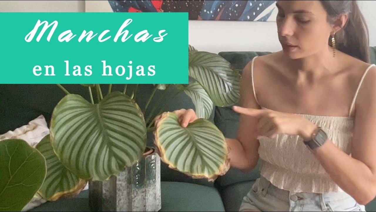 Watch Puntas marrones o secas en tus plantas: te explico por qué aparecen y cómo evitar estas manchas Now Puntas marrones o secas en tus plantas: te explico por qué aparecen y cómo evitar estas manchas