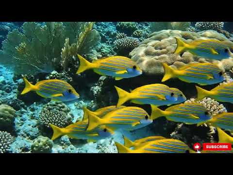 Sedia Aku Sebelum Hujan - Idgitaf | Top Trending Spotify Playlist 🎵 Lagu Galau Indonesia Hits 2025🎧