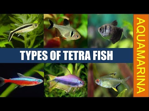 Types of tetra fish | All tetra fish varieties | Know your tetra fish