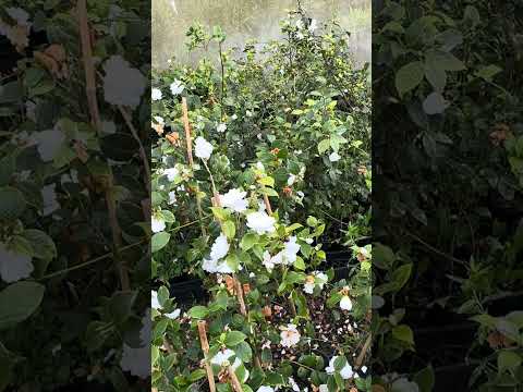 Camellia grigjii Zhenzhu Cha (double flowers ) 