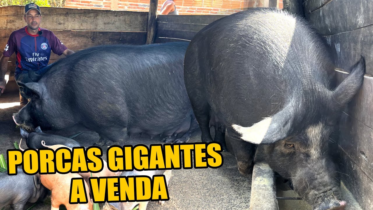 PORCADA BRUTA A VENDA - OPORTUNIDADE