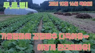김장배추 무름병 관리! 이렇게 해보세요! 농사의 여신!!