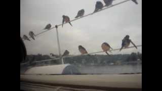 preview picture of video 'Birds on sailboat at Gig Harbor'
