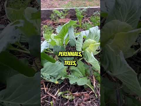 Comfrey: Nature's Fertilizer for Your Garden #shorts