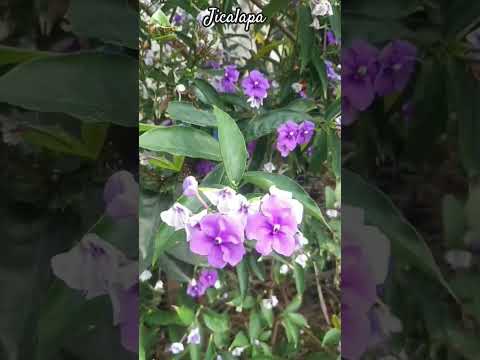 Jicalapa #elsalvador #jicalapa #lalibertadcosta #playas #senderismo #historia #cultura