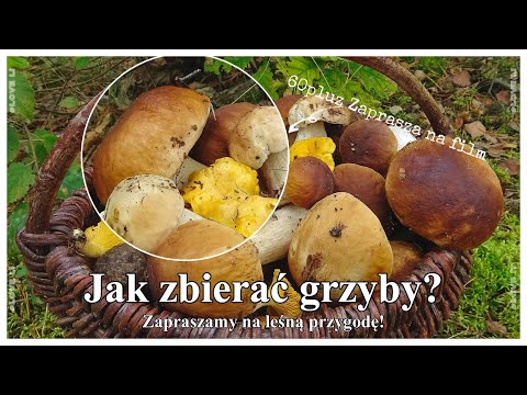 Jak zbierać grzyby jesienią? Zapraszamy na leśną przygodę!
