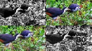 Download lagu DI TES BURUNG RUAK-RUAK /KAREO JANTAN DAN BETINA PASTI DATANG MENDEKAT DENGAN SUARA INI mp3
