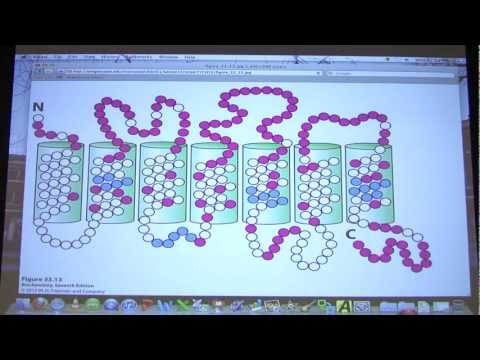 #52 Biochemistry Sensory Systems Lecture for Kevin Ahern's BB 451/551