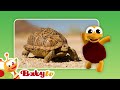 Turtles Fun With Animals BabyTV