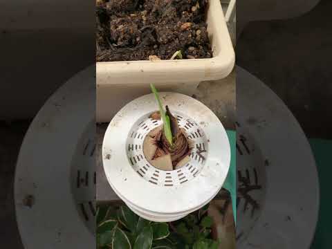 園芸 アマリリス ボゴタ