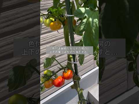 1本のつるにたくさんのチェリートマトを実らせるためのヒント