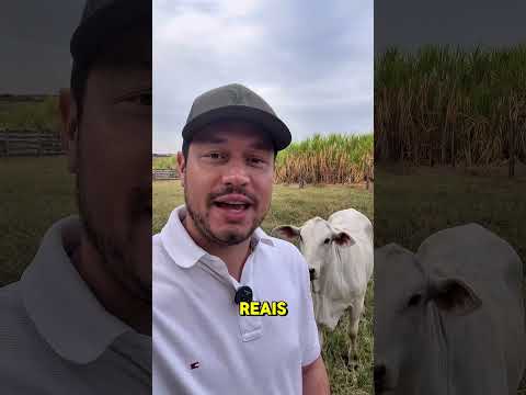 A festa do peão de Barretos no interior de São Paulo é hoje o maior evento do Brasil