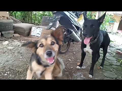 ALTER DAN BOMBER BERSAHABAT DENGAN KUCING HITAM #doglover #catlover