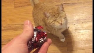 Playing Fetch With A Blind Cat