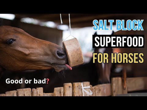 Salt & Mineral Blocks for horses -  A Balanced View