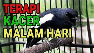 Download lagu terapi kacer males bunyi/mabung di malam hari mp3