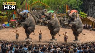 Download lagu πΉπ 4K HDR | An Amazing Show π The Smartest Elephant in the World | Safari World Thailand mp3 Download lagu πΉπ 4K HDR | An Amazing Show π The Smartest Elephant in the World | Safari World Thailand mp3