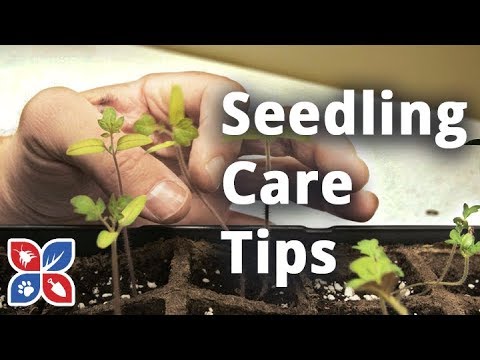  Do My Own Gardening - Do's and Don'ts of Seedling Care Video 
