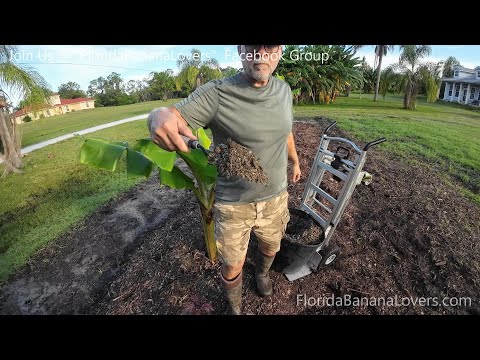 Using Chicken Manure on Banana Plants