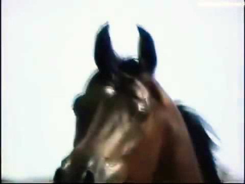Cool arabian horses amv