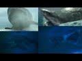 Megalodon The Frenzy Trailer Megalodon Mega Shark Screen Time