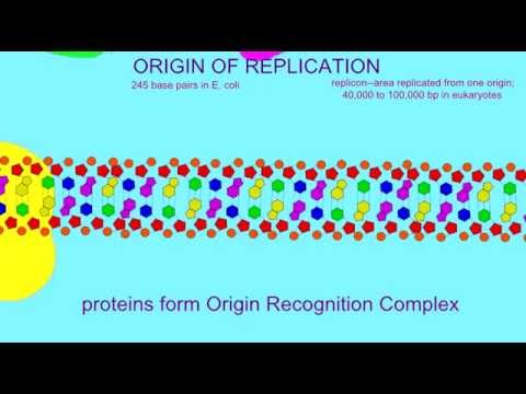 DNA REPLICATION: ORIGIN OF REPLICATION
