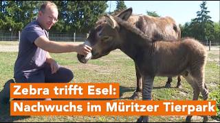 Zebra liebt Esel: Zebresel-Jungtier dieser seltenen Kombination im Tie