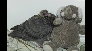 Rescued Baby Pigeon Was Feeling Lonely, So Rescuers Got Him An Unusual Friend by Did You Know Animals?