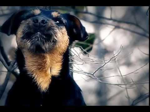 Não compre, adote um amigo! - Uma campanha Ulbra TV de adoção de animais