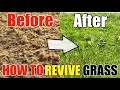 How To Revive Dead Grass Lawn DIY How to Go From Dry Grass to Beautiful Green Grass Step by Step