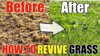 How To Revive Dead Grass Lawn DIY How to Go From Dry Grass to Beautiful Green Grass Step by Step