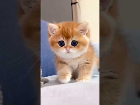 Cute little Kittens😻🐾chipi chipi chapa chapa